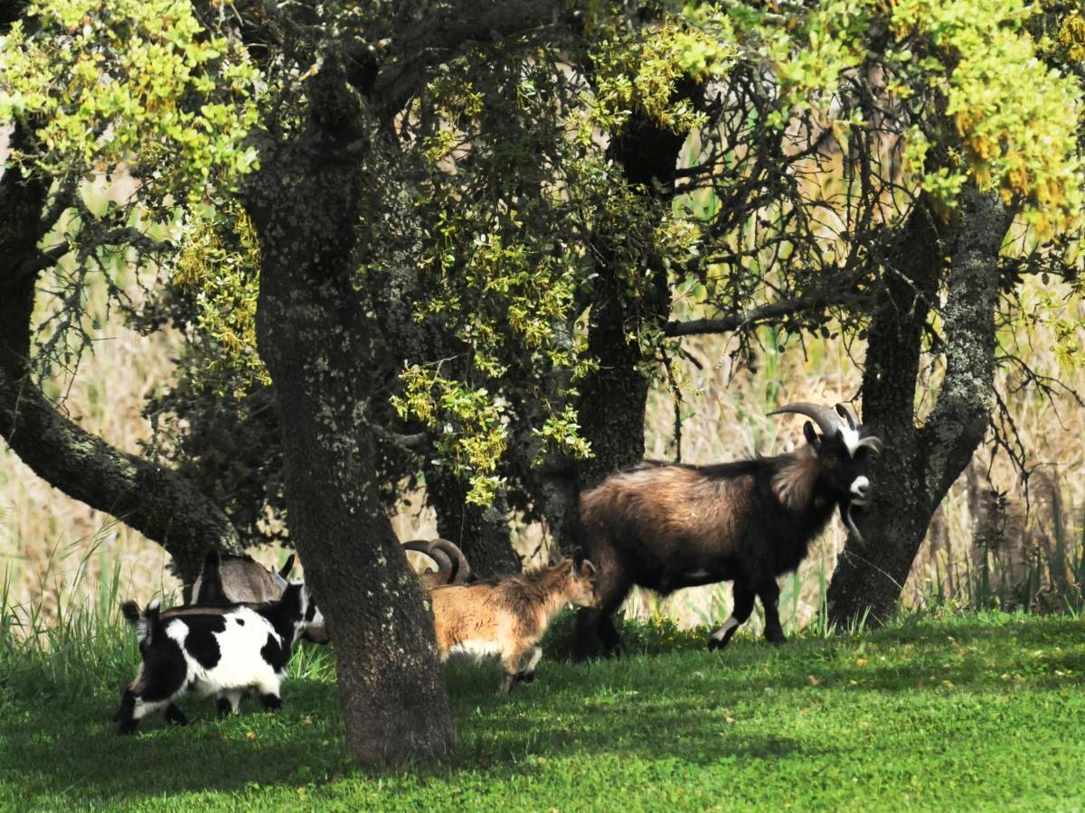 Herdade Dos Grous Beja